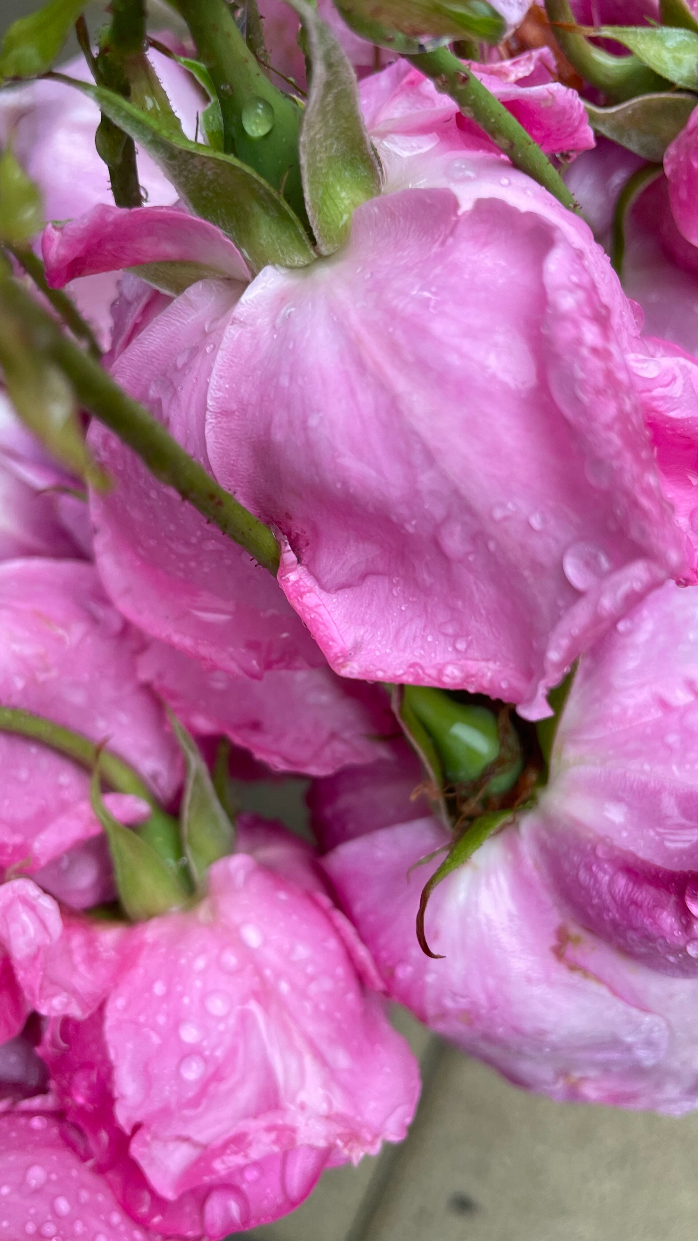 Фото Альтитюд