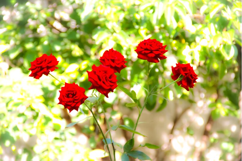 Фото Домашний уют