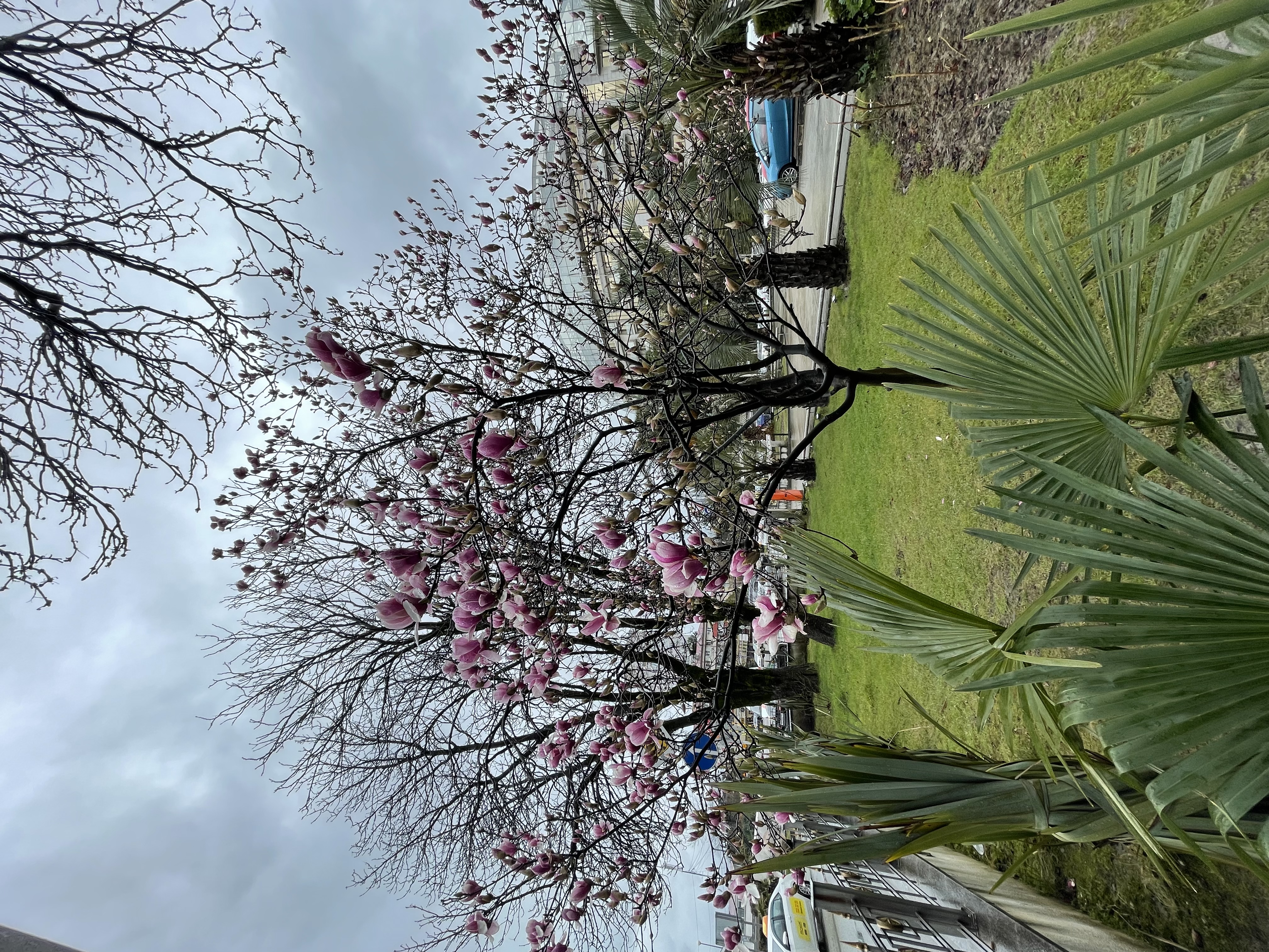 Фото Виллоо Боско