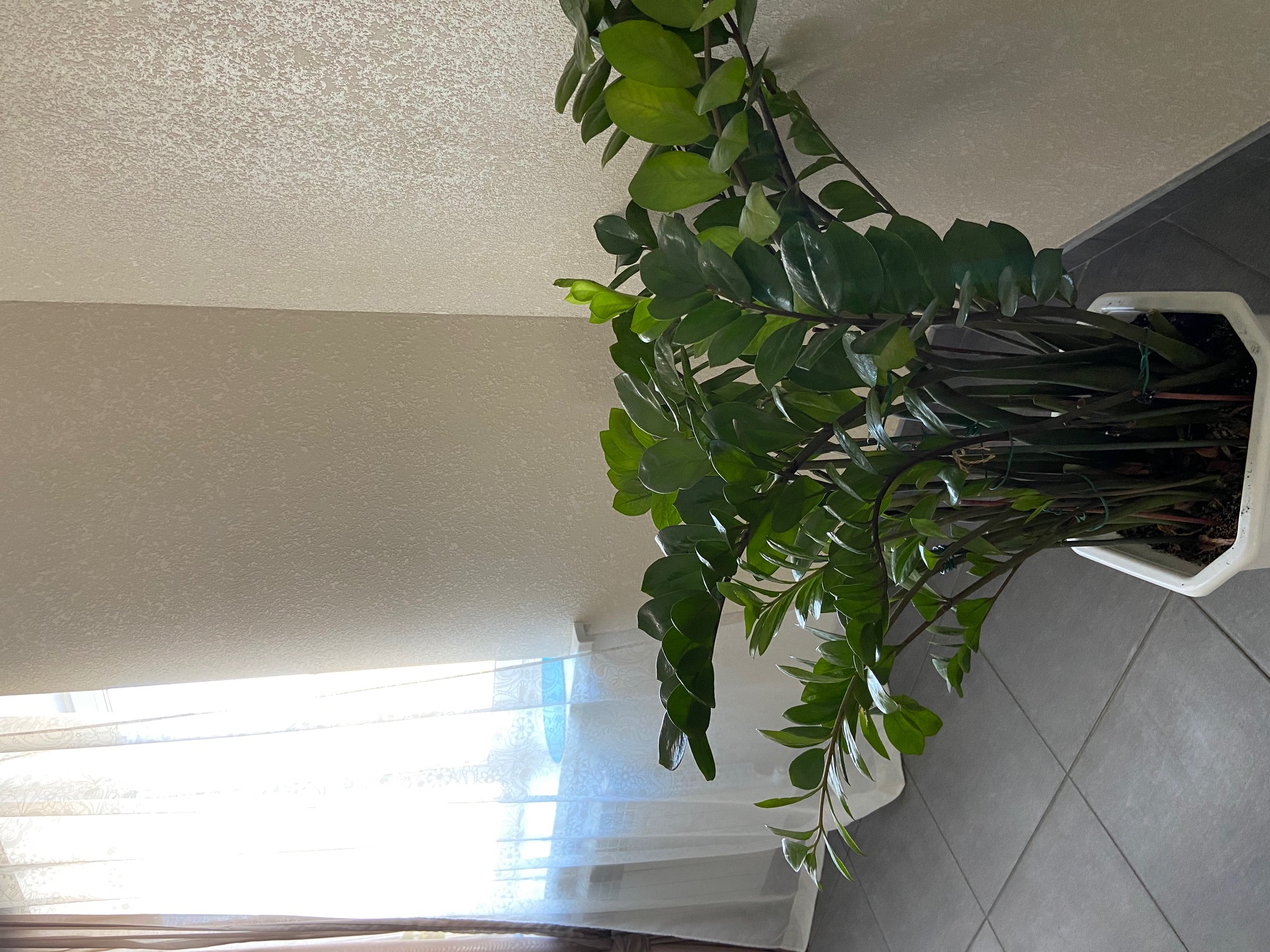 Фото А-сьют