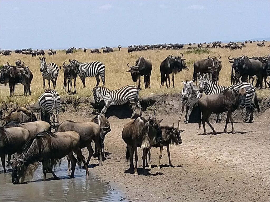 Travel agency Wild Safaris and Travel, Nairobi, photo