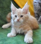 Mainecoon cattery of Nord-Westland (Ropshinskoe Highway, 3к4) ، مربي الحيوانات