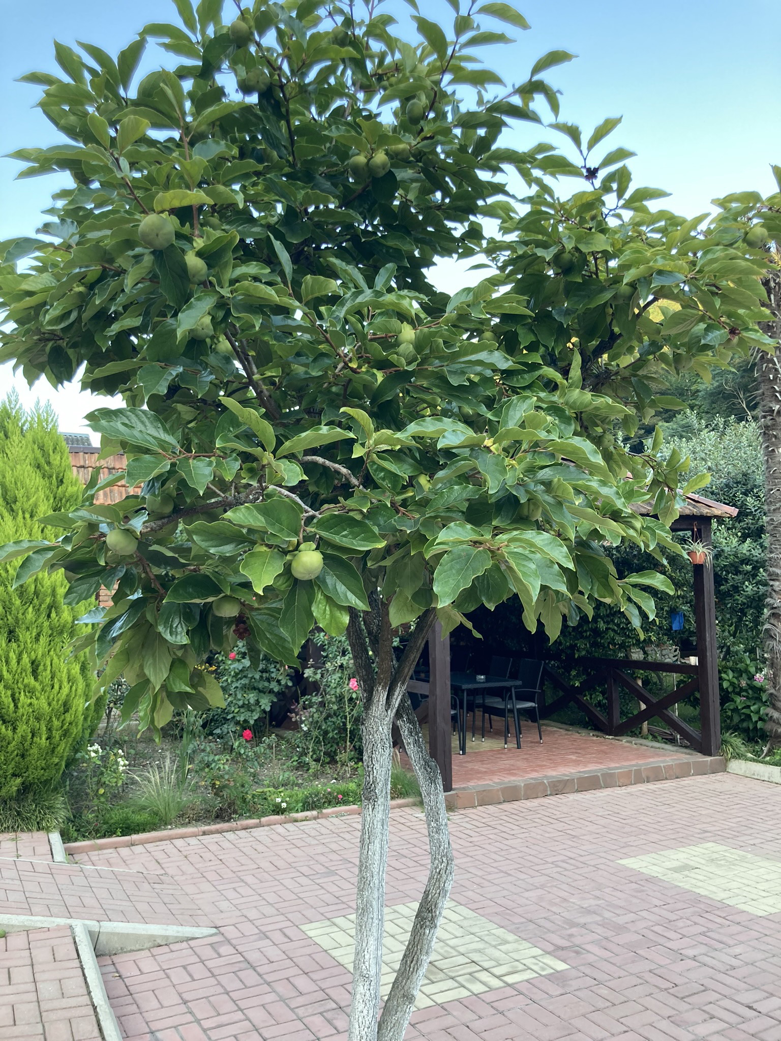 Фото Джанат