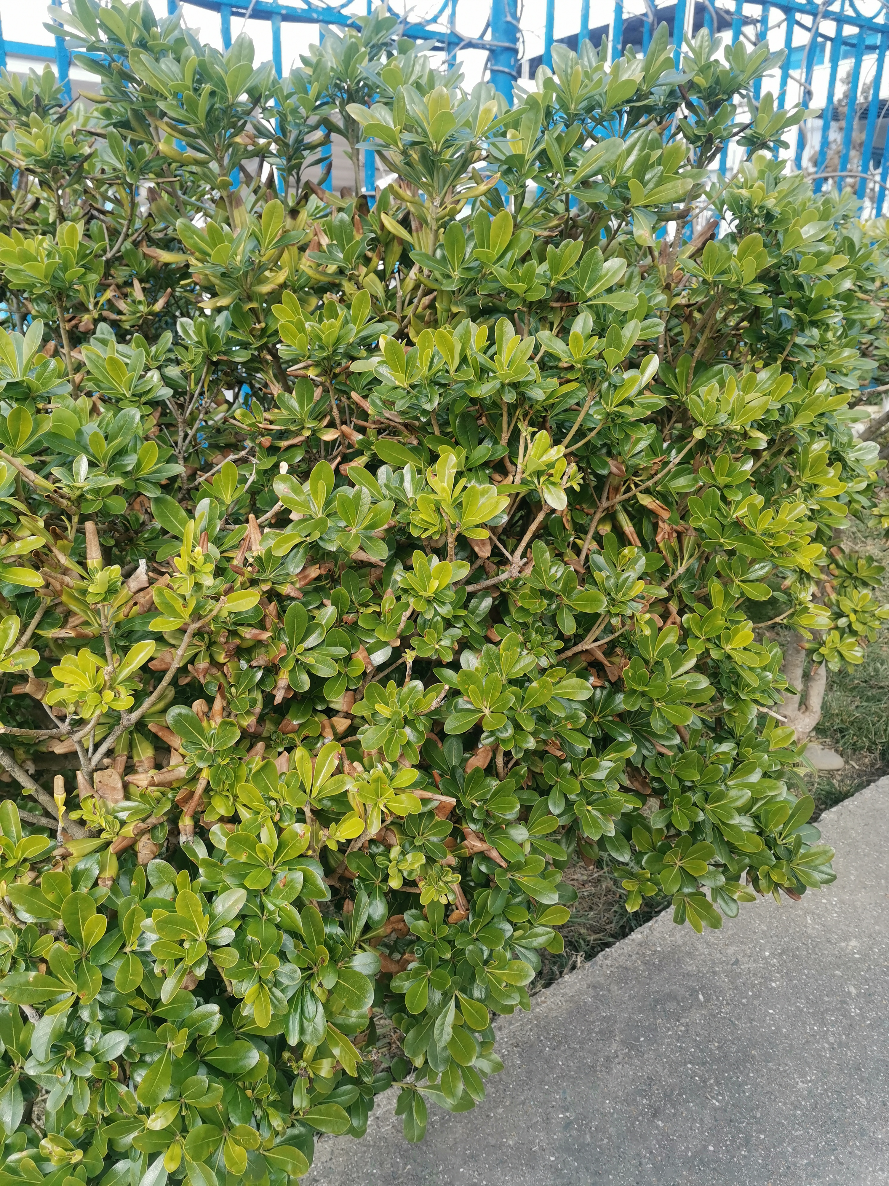 Фото Виллоо Боско