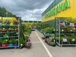 Mokhov plants (gorodskoy posyolok Taytsy, Verbnaya ulitsa, 2), plant nursery