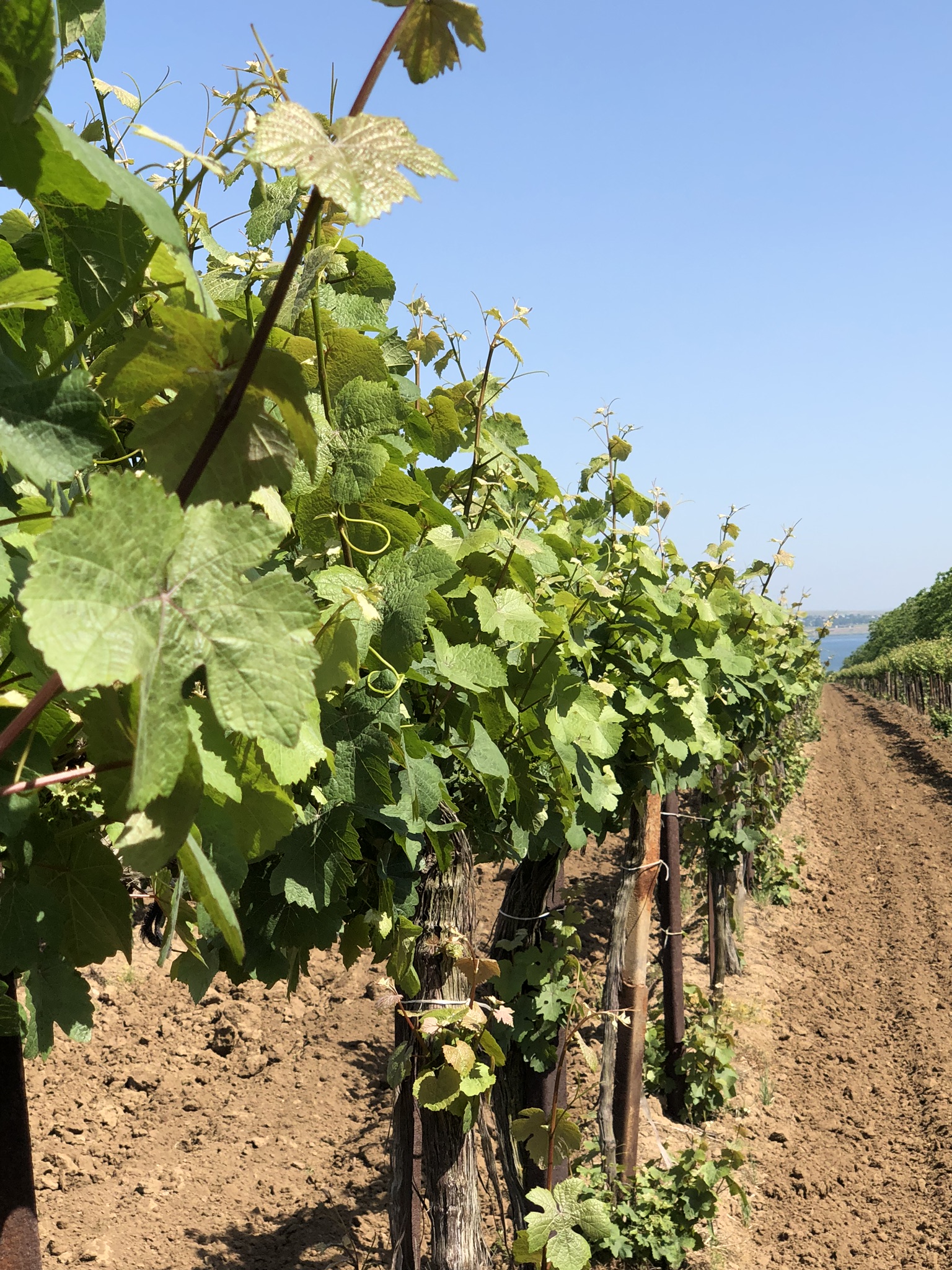 Фото Фридом