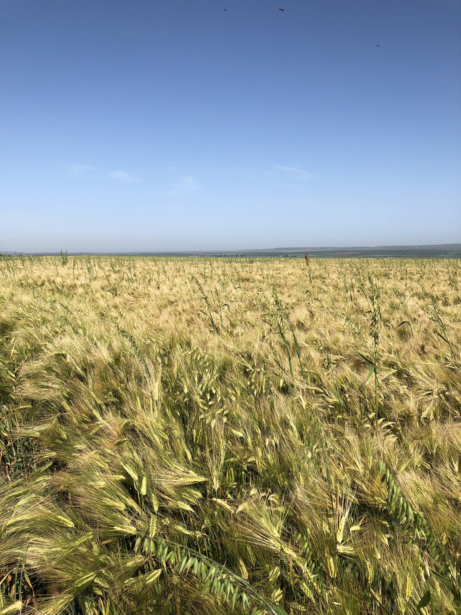 Фото Фридом