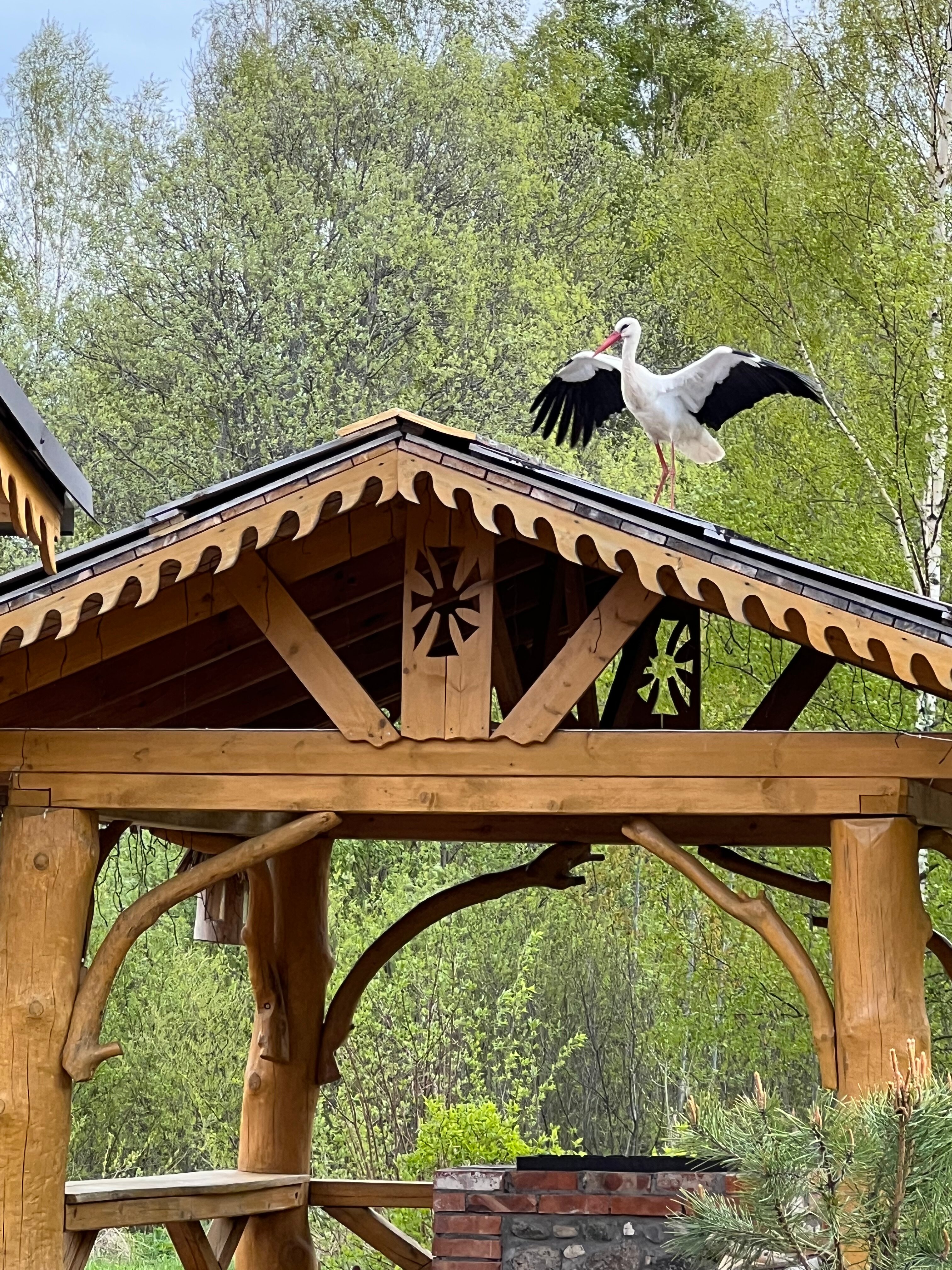 Фото Псковские дали