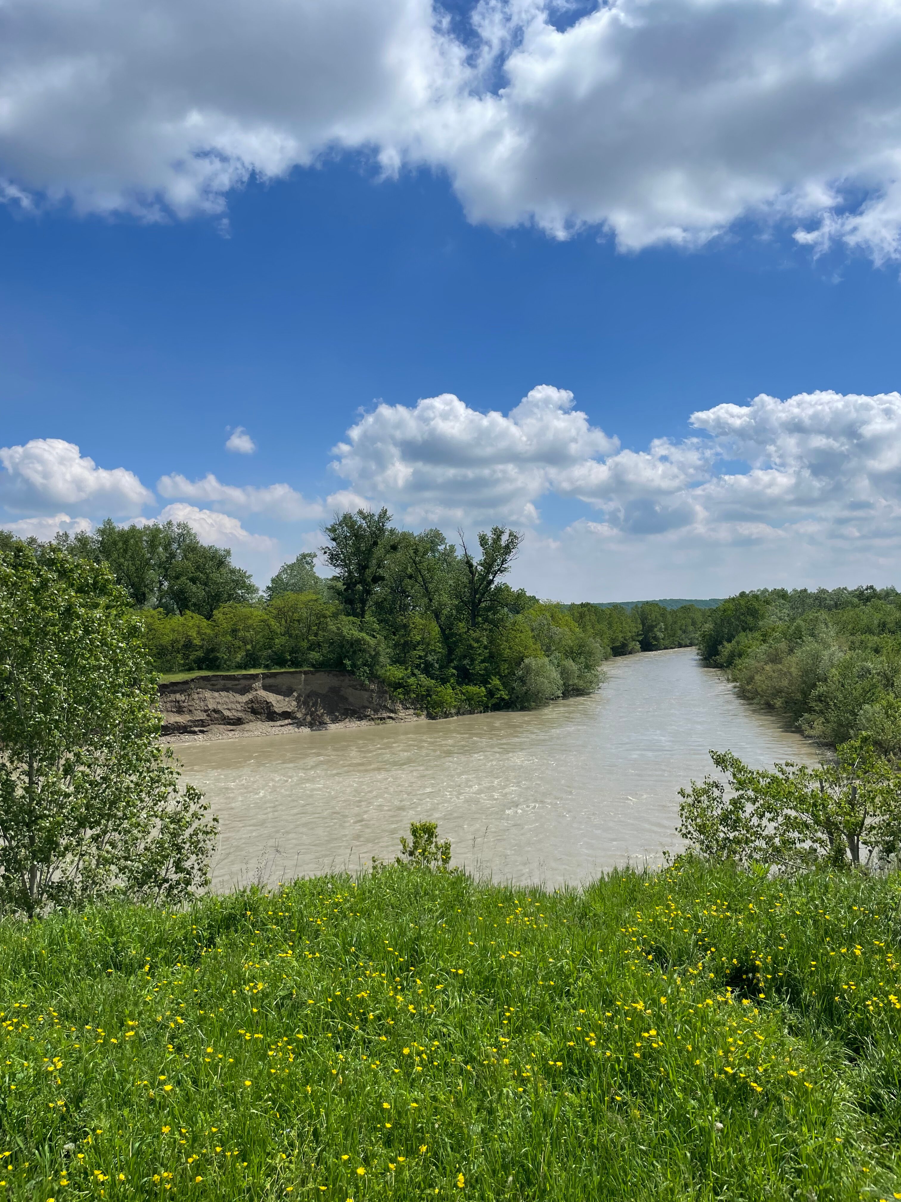 Фото Стрижи