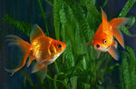 Bestie Beasties Aquatic & Live Animals Trading LLC (Al Saud Building Qusais 2, Al Qusais Ind. Fourth, Deira, Dubai), pet shop