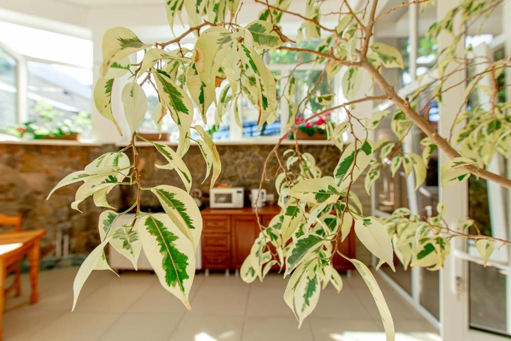 Фото Колибри Beach