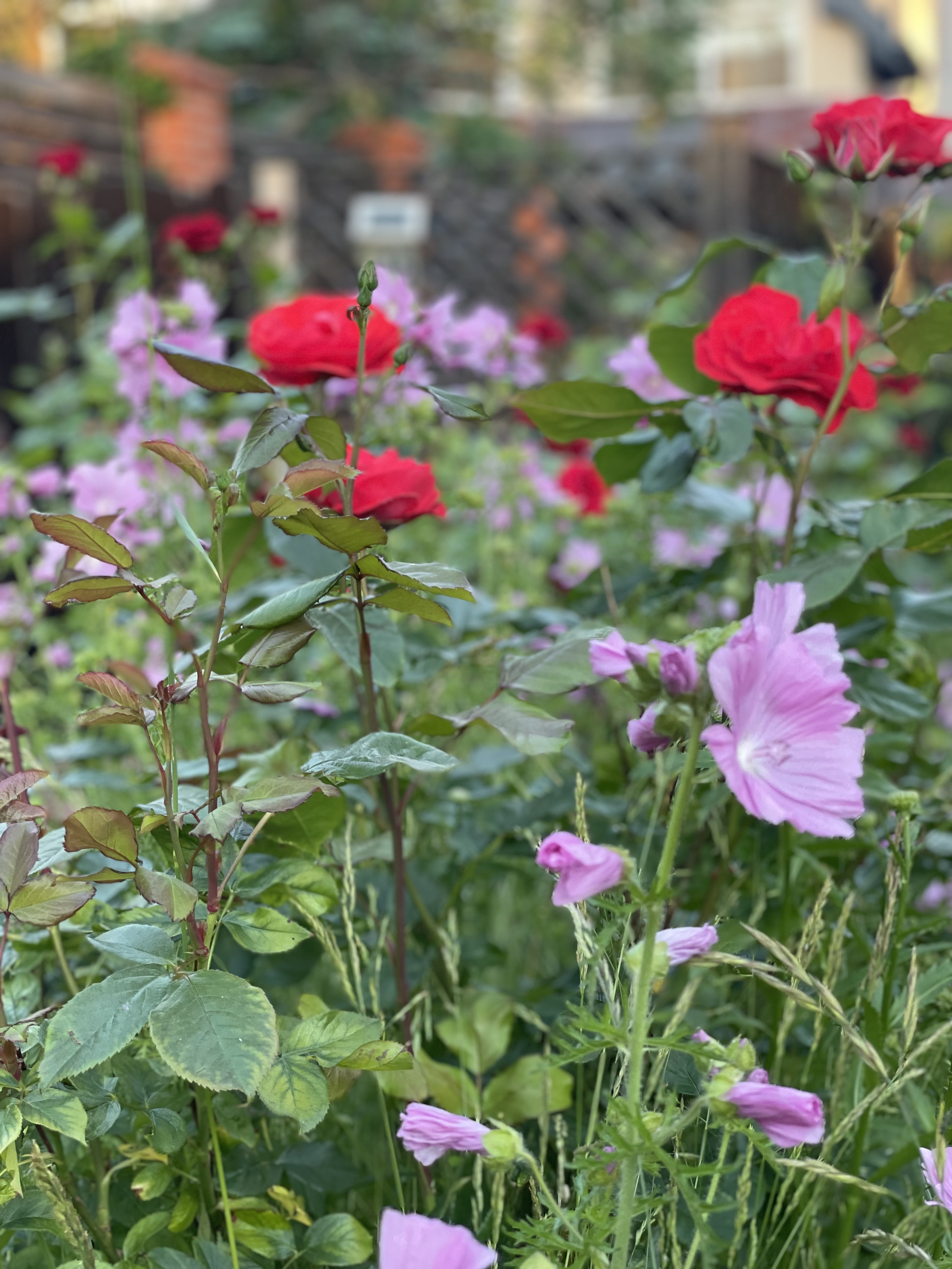 Фото Ренессанс