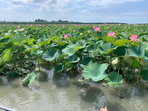Сексуалдық порнографияны бұзу