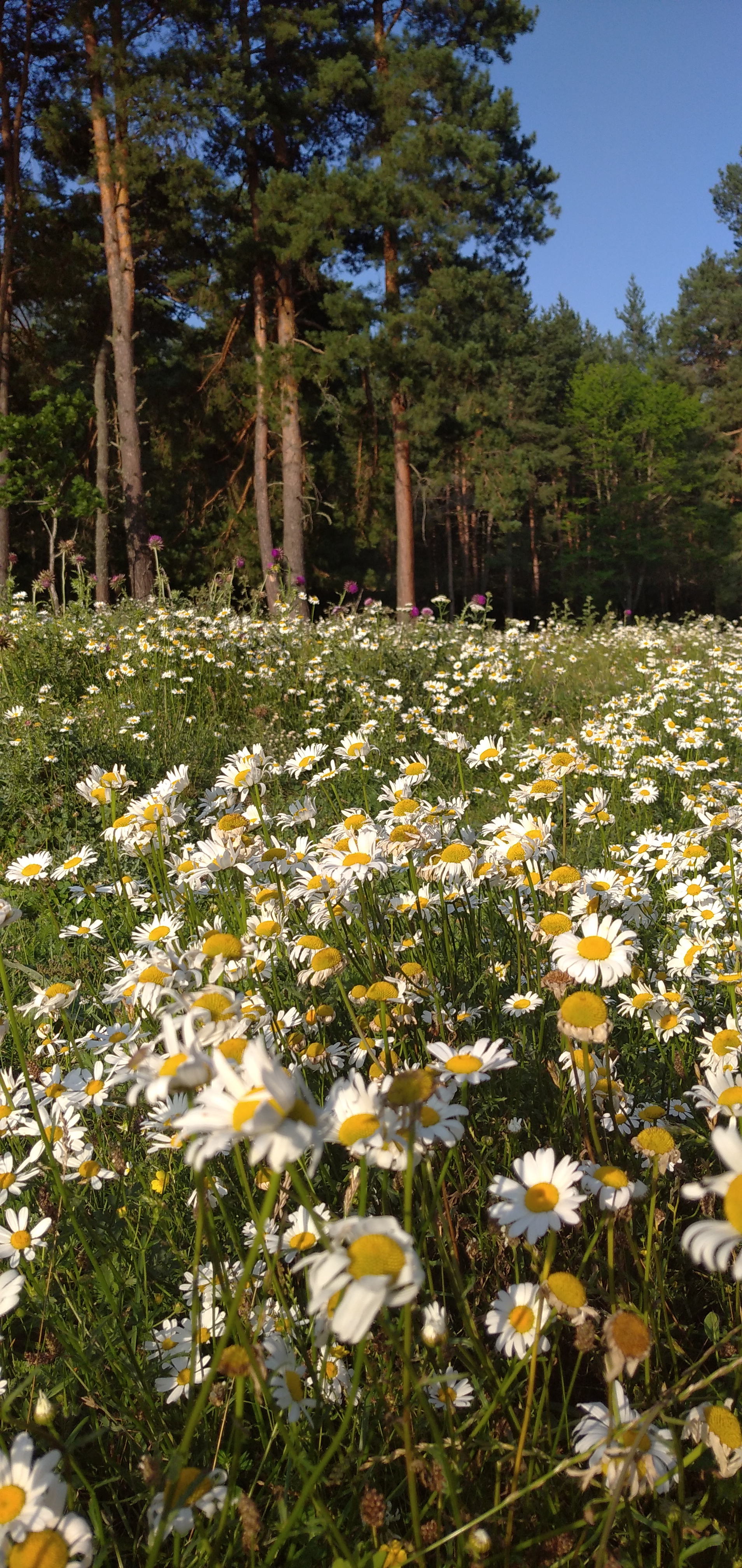 Фото Радужный Архыз