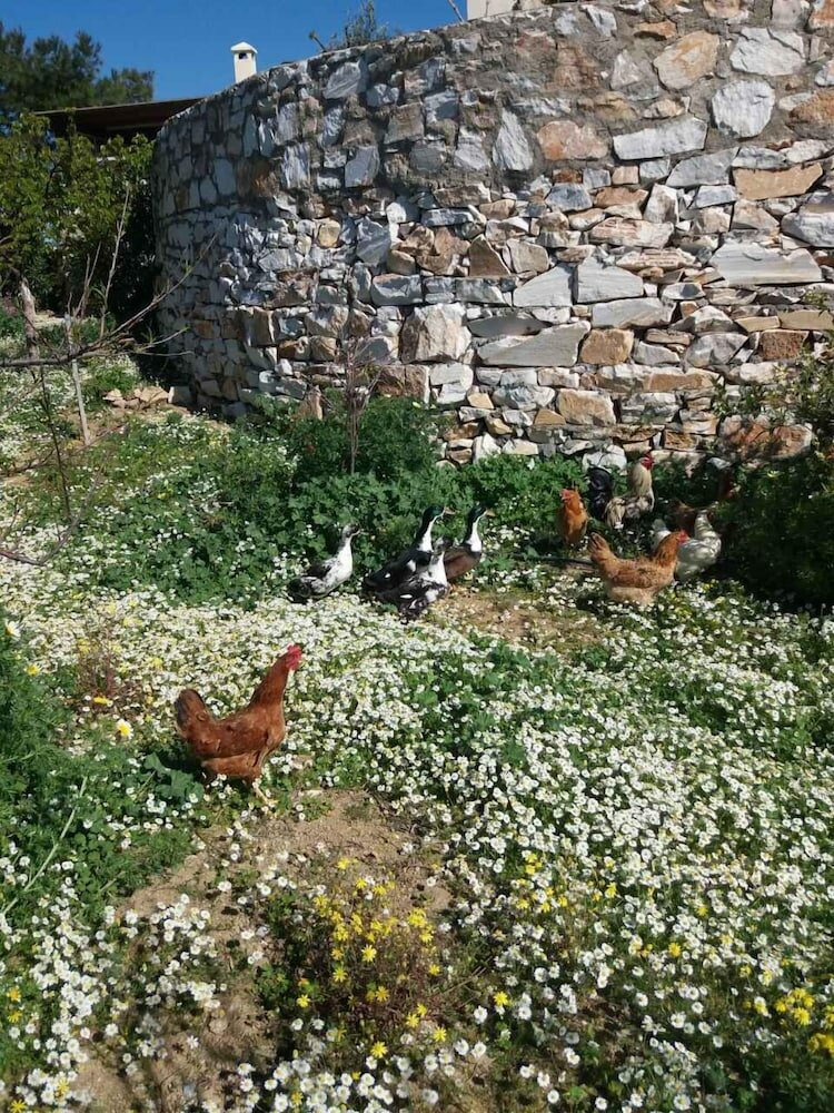 Фото The Stone House Naxos