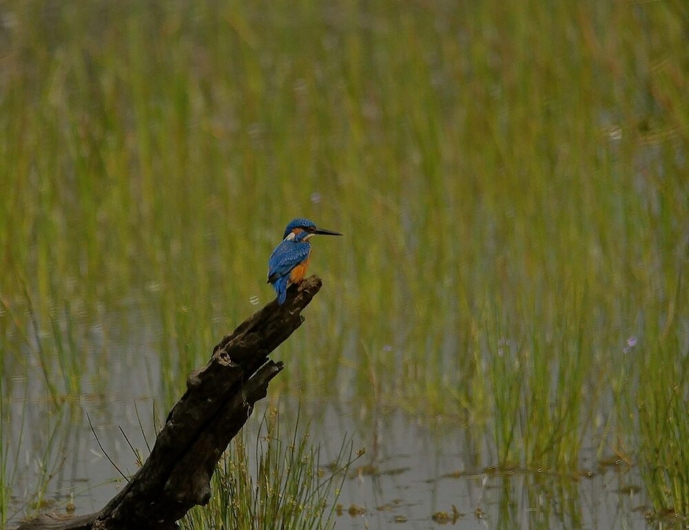 Фото Kele Yala Sri Lanka