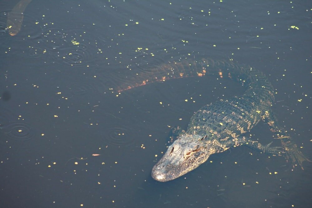 Фото 326 Ocean Point Drive