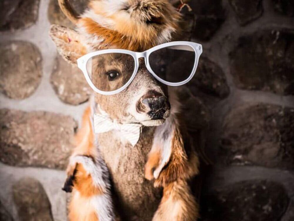 Фото Le Chalet des Laurentides