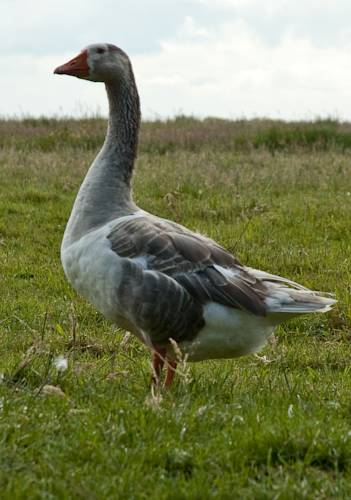 Фото Fletcher Hotel - Restaurant Steenwijk