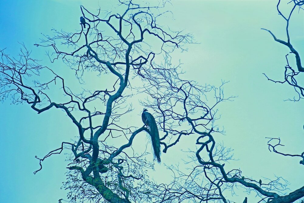 Фото Курортный Отель Heina Nature Resort & Yala Safari