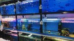 Aquarium 365 (Pushkino, Yaroslavskoye shosse, 190к2), acuarios