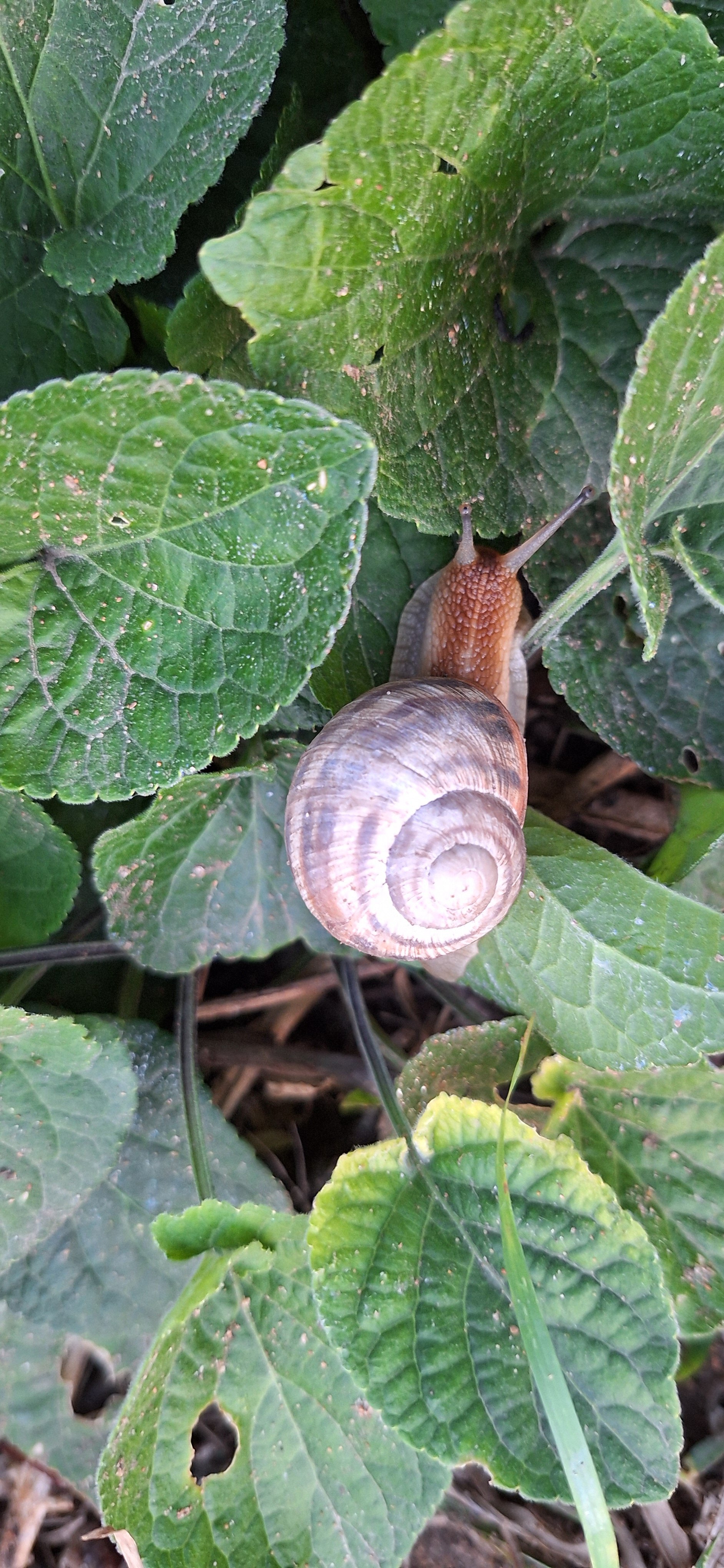 Фото Азов патио