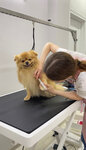 Культура Груминга (Karla Marksa Street, 23), pet salon