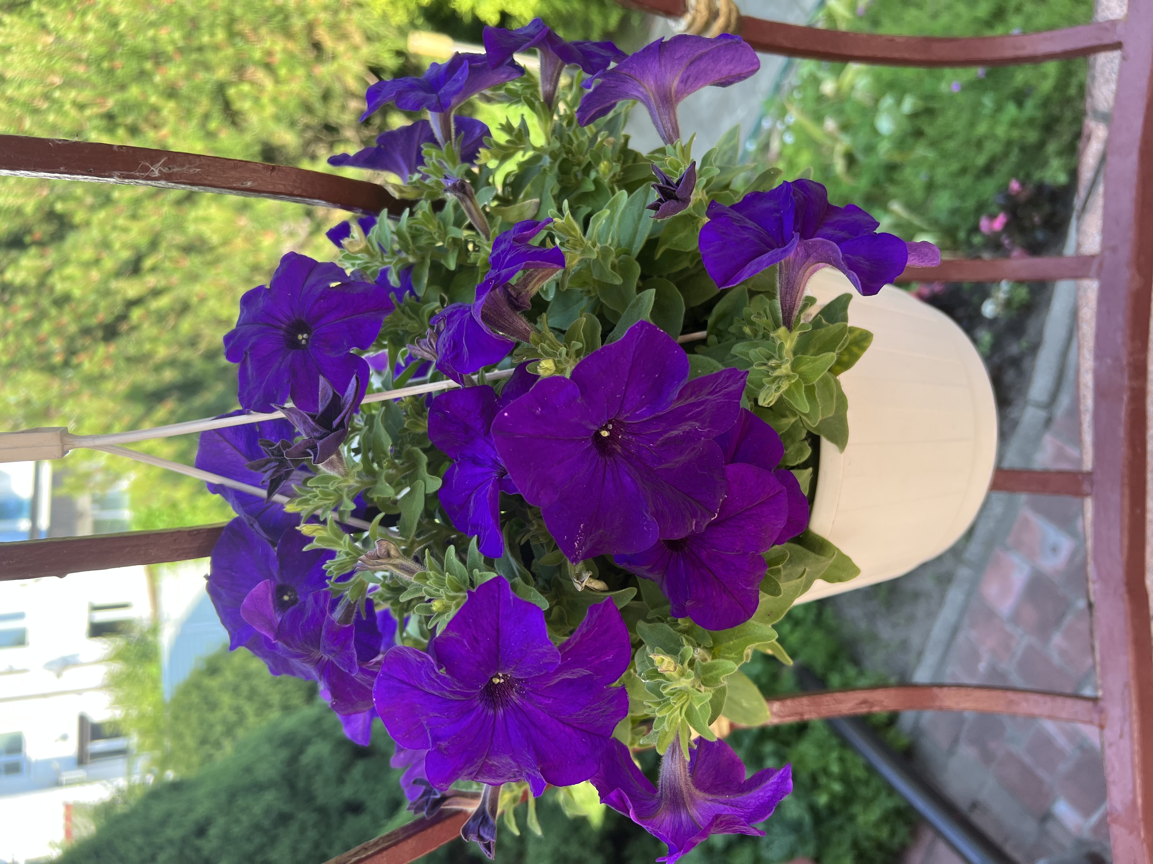 Фото Вилла Северин