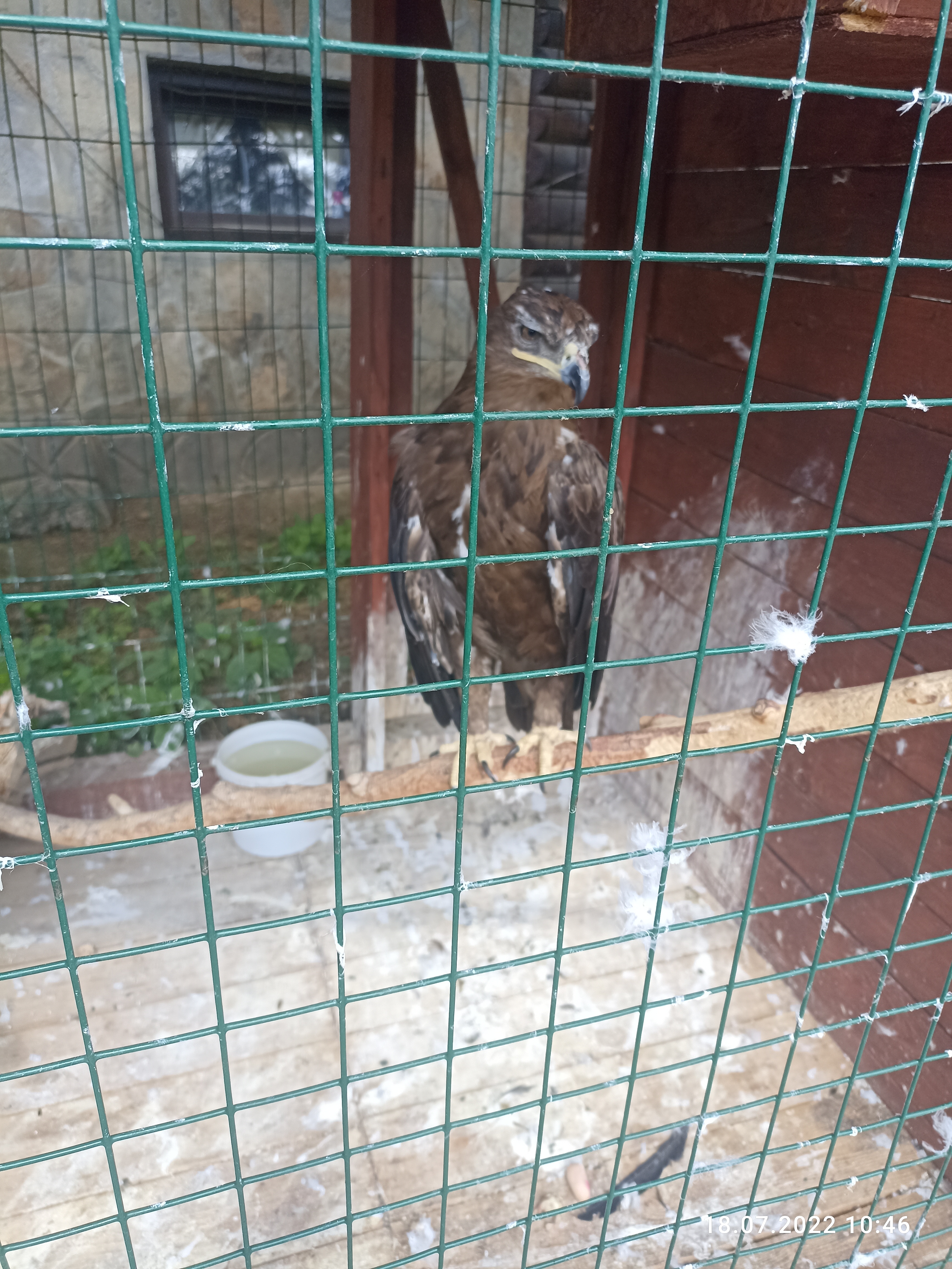 Фото Соколиное Гнездо