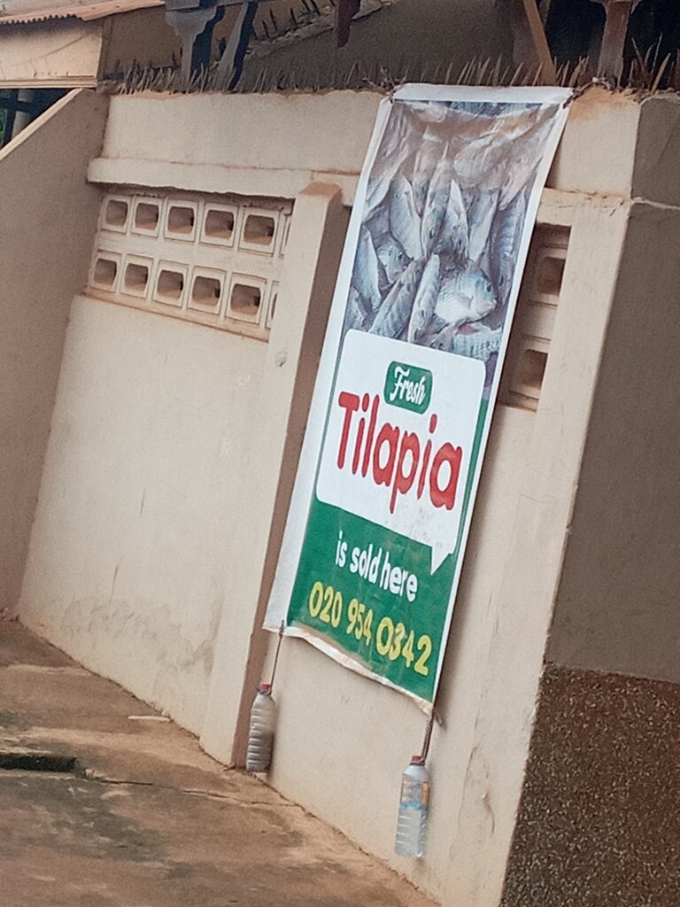 Fish and seafood Tilapia base, Accra, photo