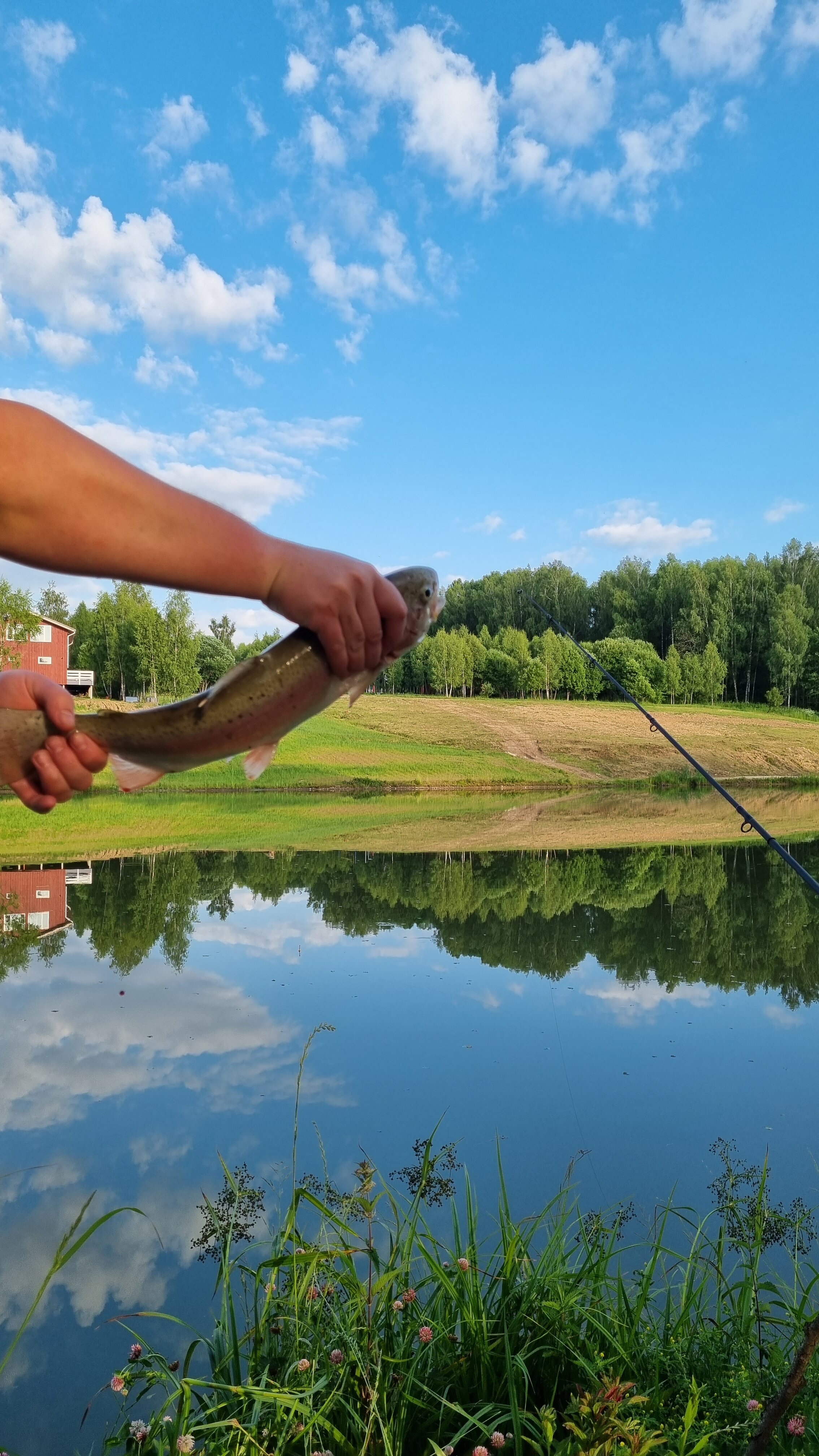 Фото Малина