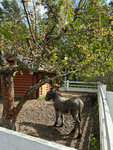 Sovkhoz imeni Lenina (Chuy Region, Ысык-Ата району, Town of Kant, Lenin Street, 22), garden center