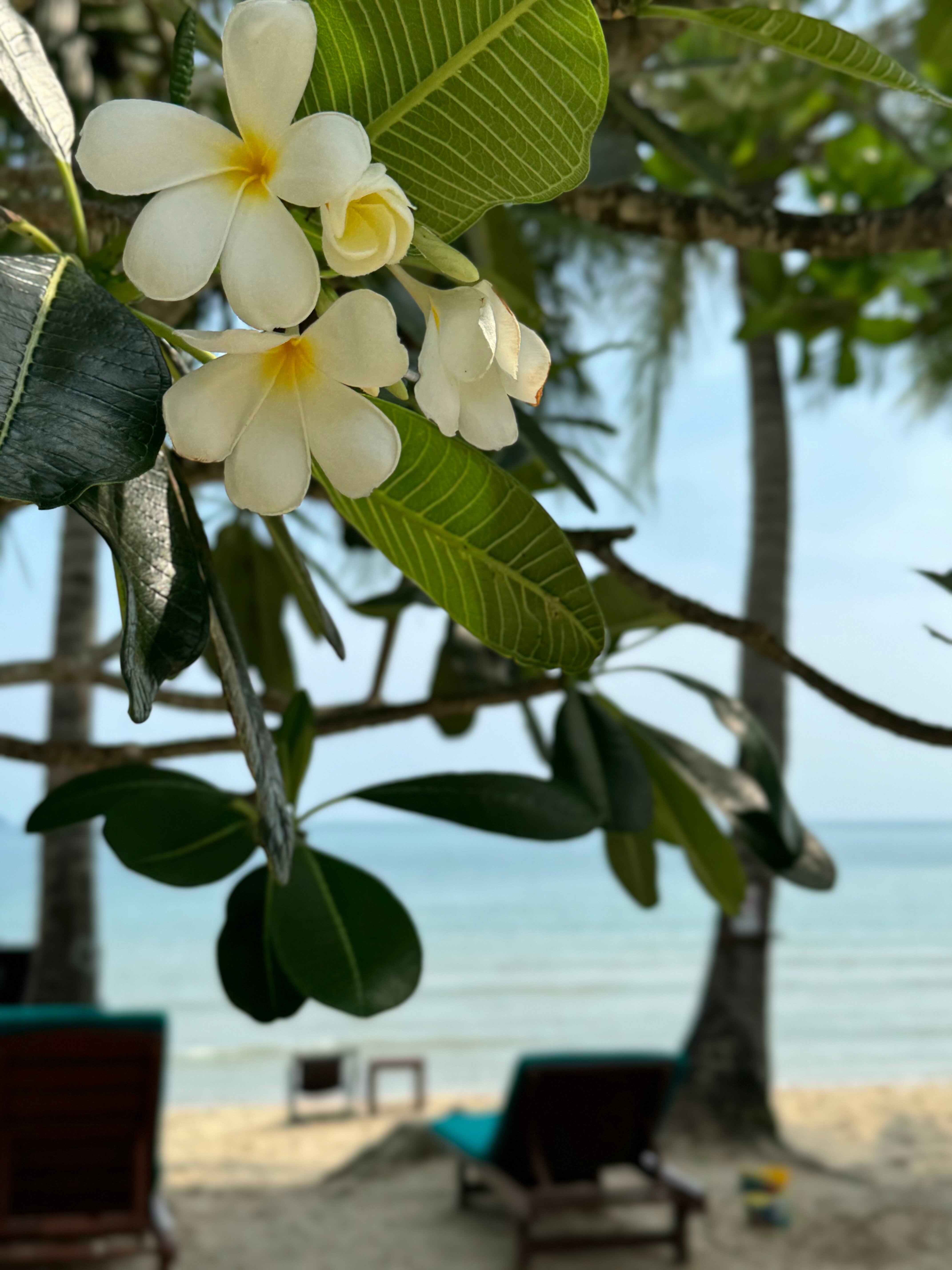 Фото Koh Chang Paradise Resort & SPA