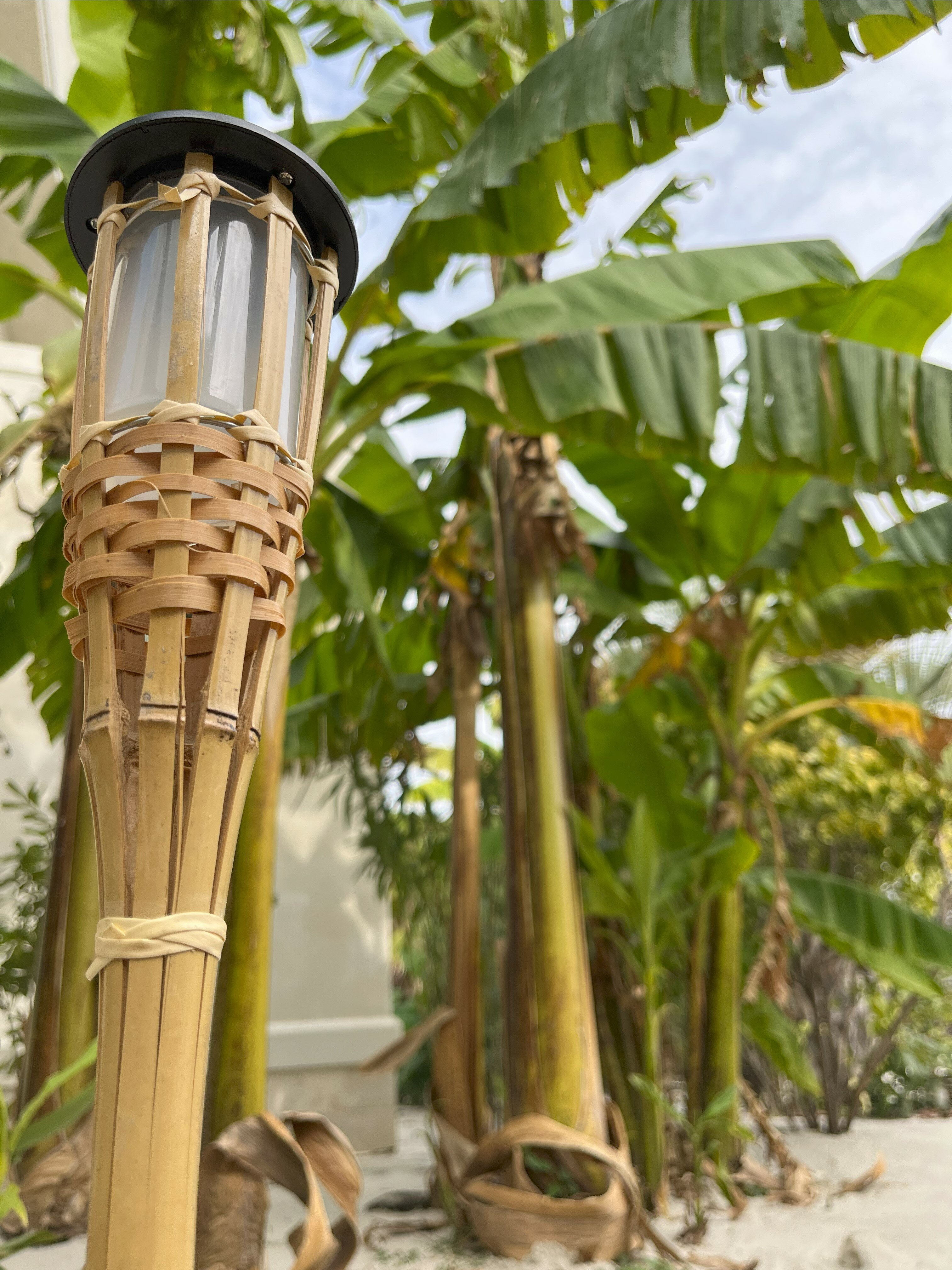 Фото Little Palm