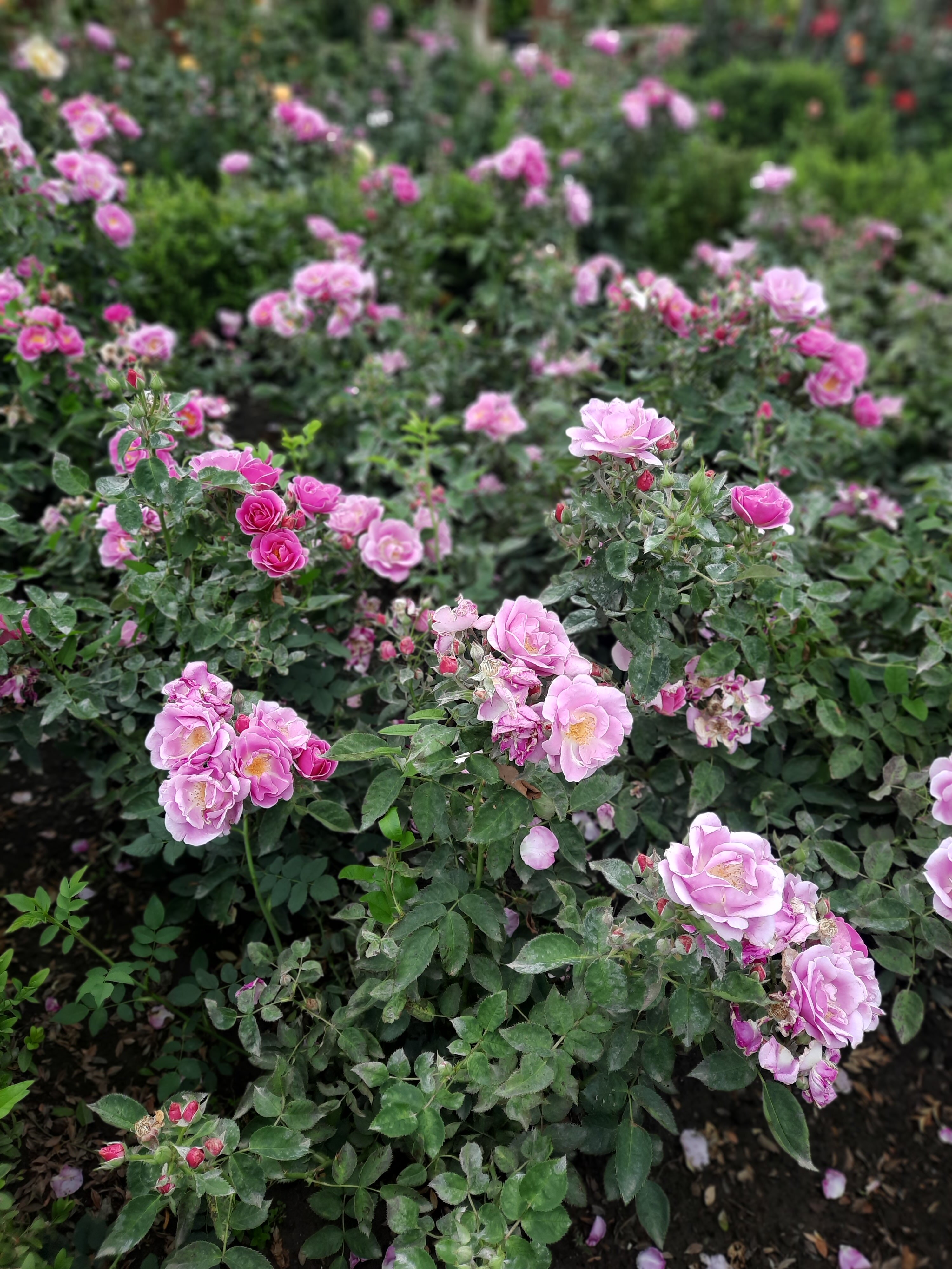 Фото Парнас