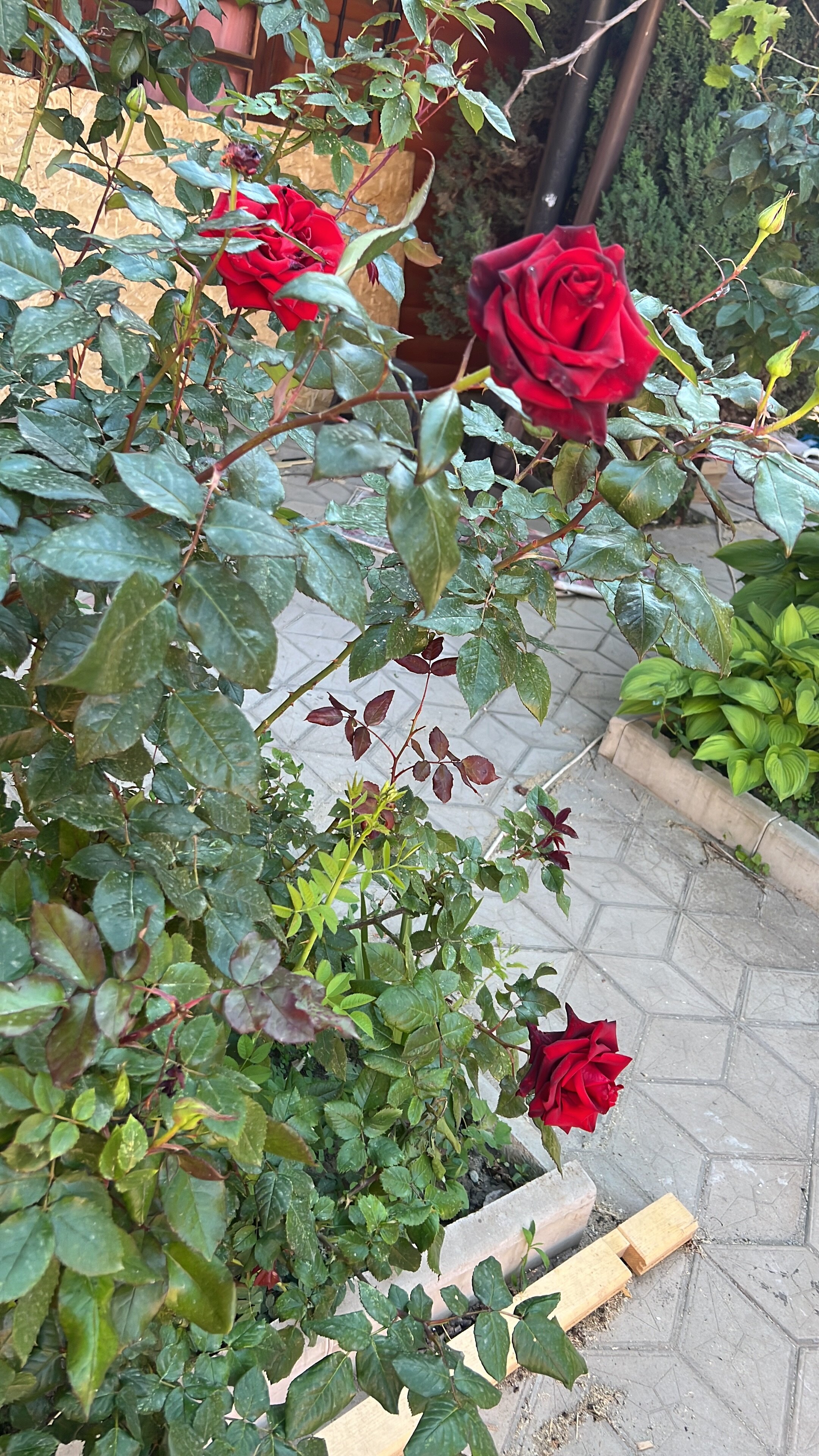 Фото Лесная быль