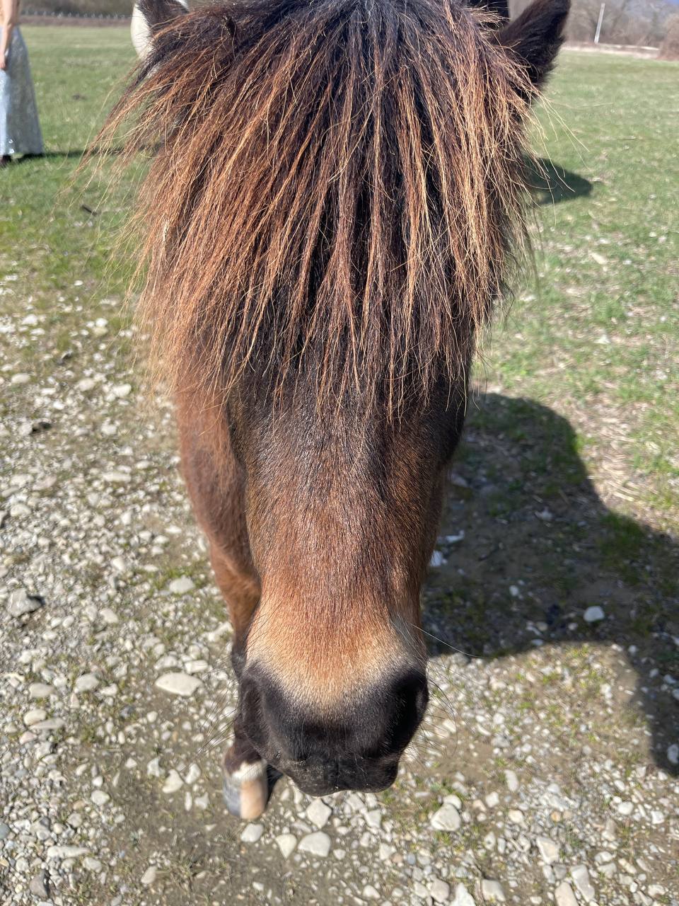 Фото Секвойя