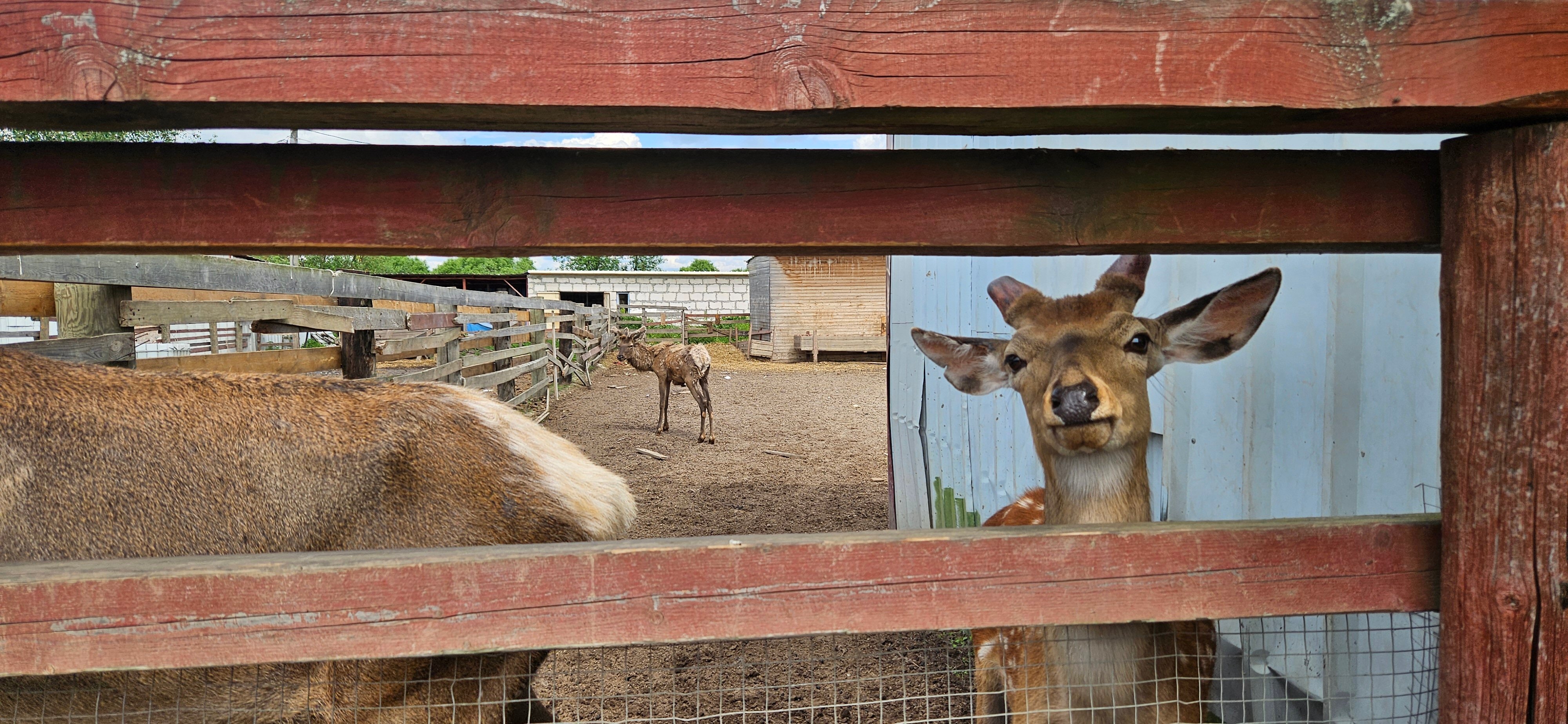 Фото Bereza Country