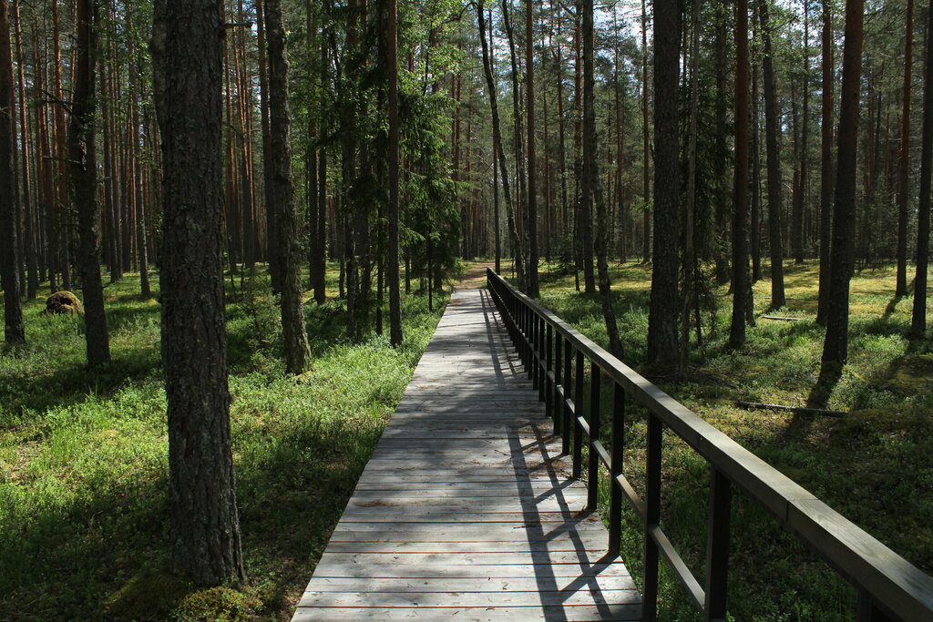 Nature reserve Государственный природный заказник Шалово-Перечицкий, Saint‑Petersburg and Leningrad Oblast, photo