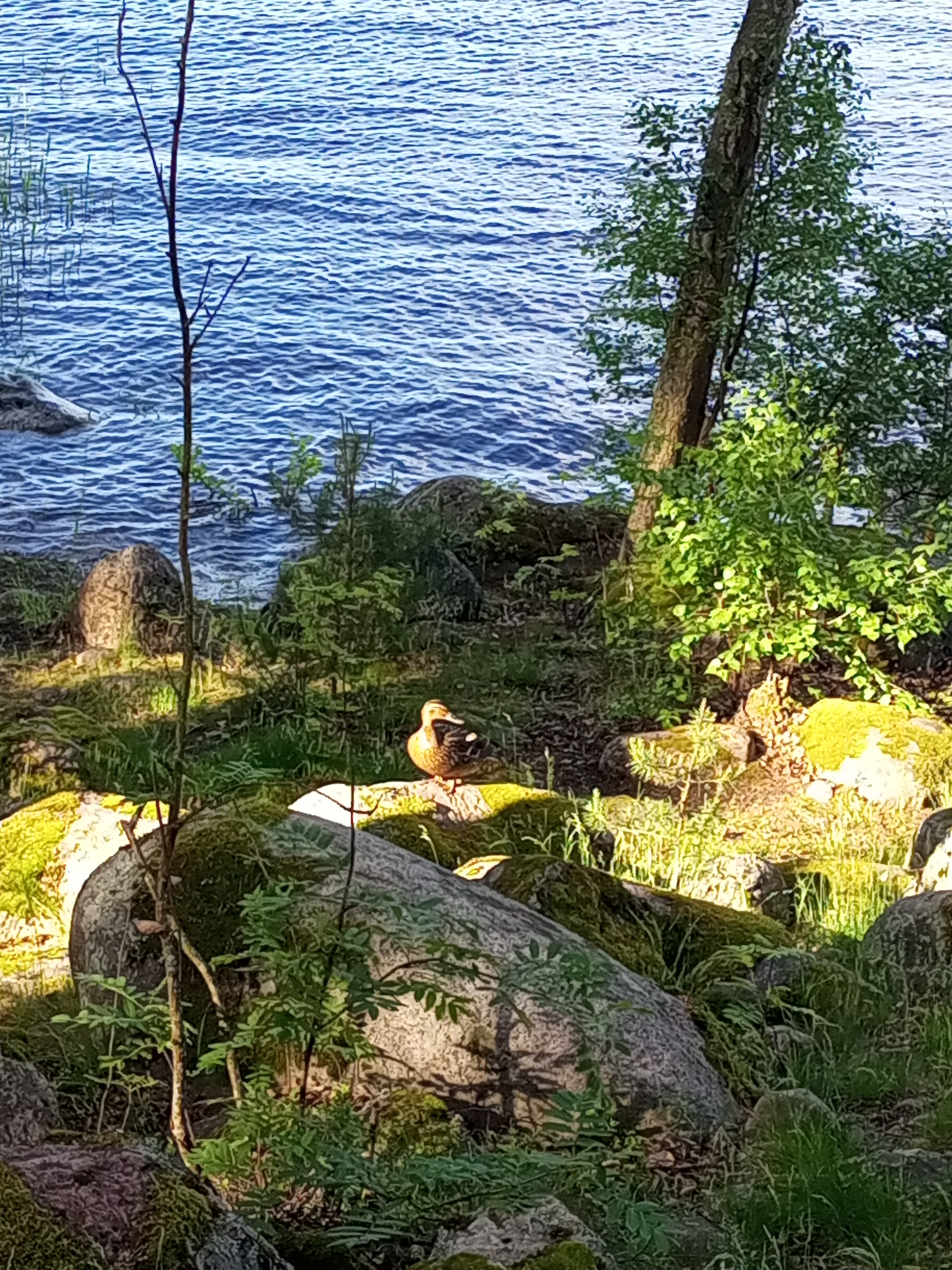 Фото Вуокса Парк