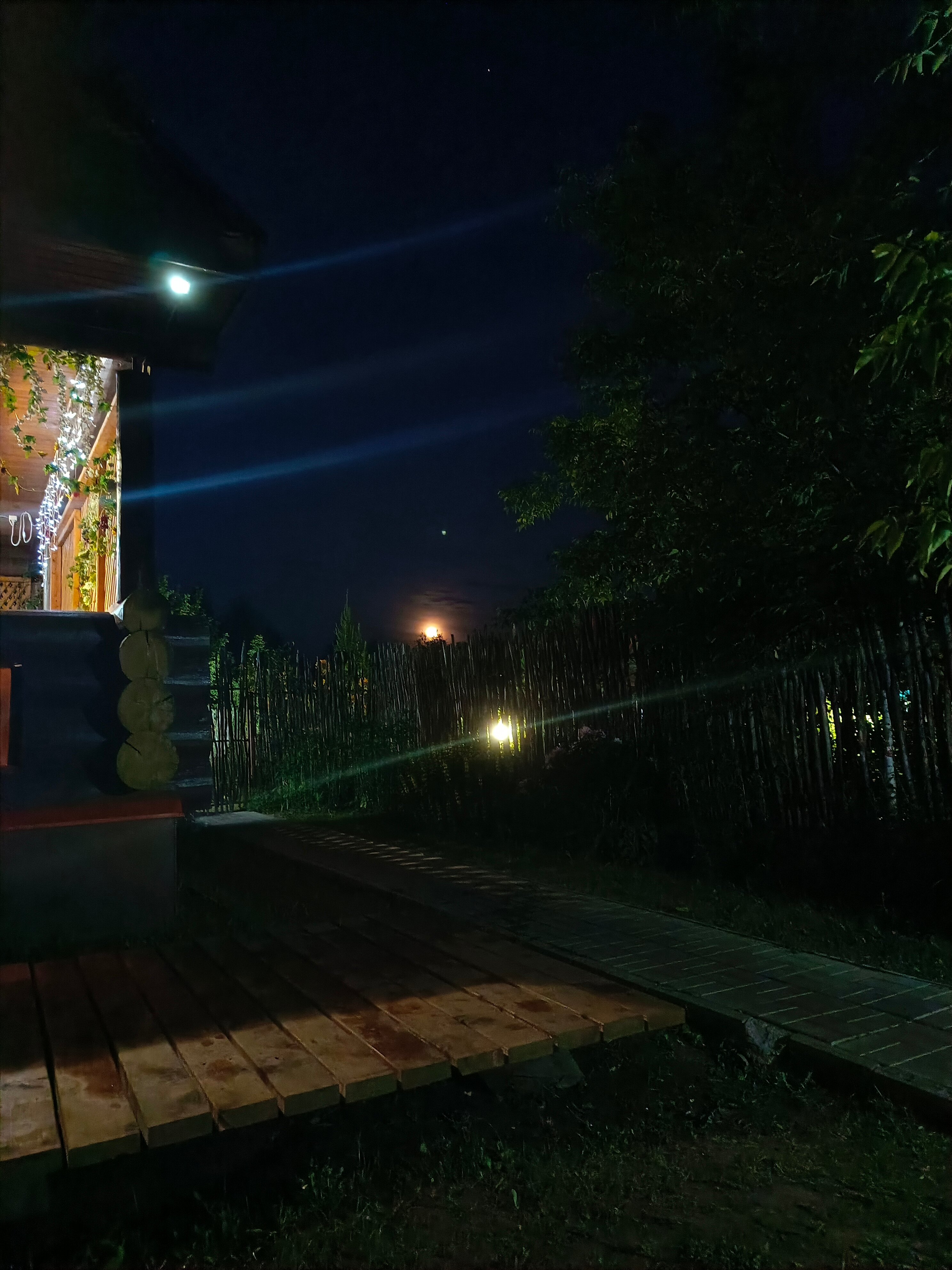 Фото Подсолнух