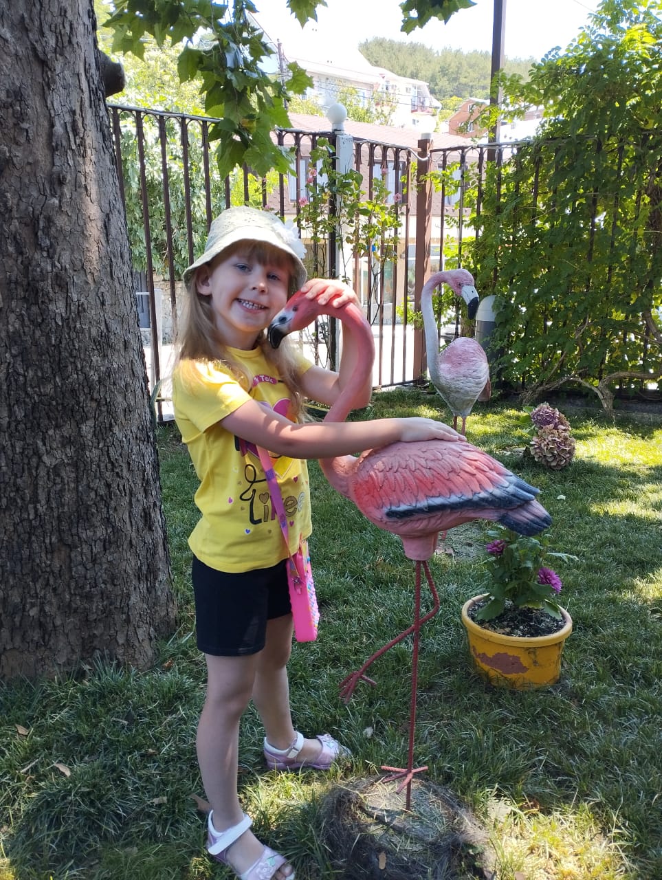 Фото Фламинго