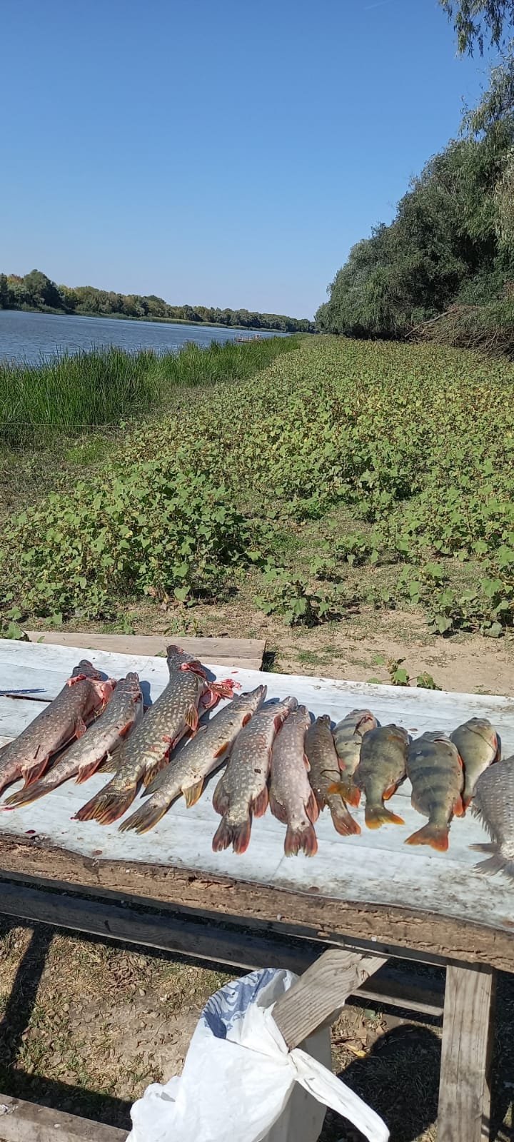 Фото Уваринка