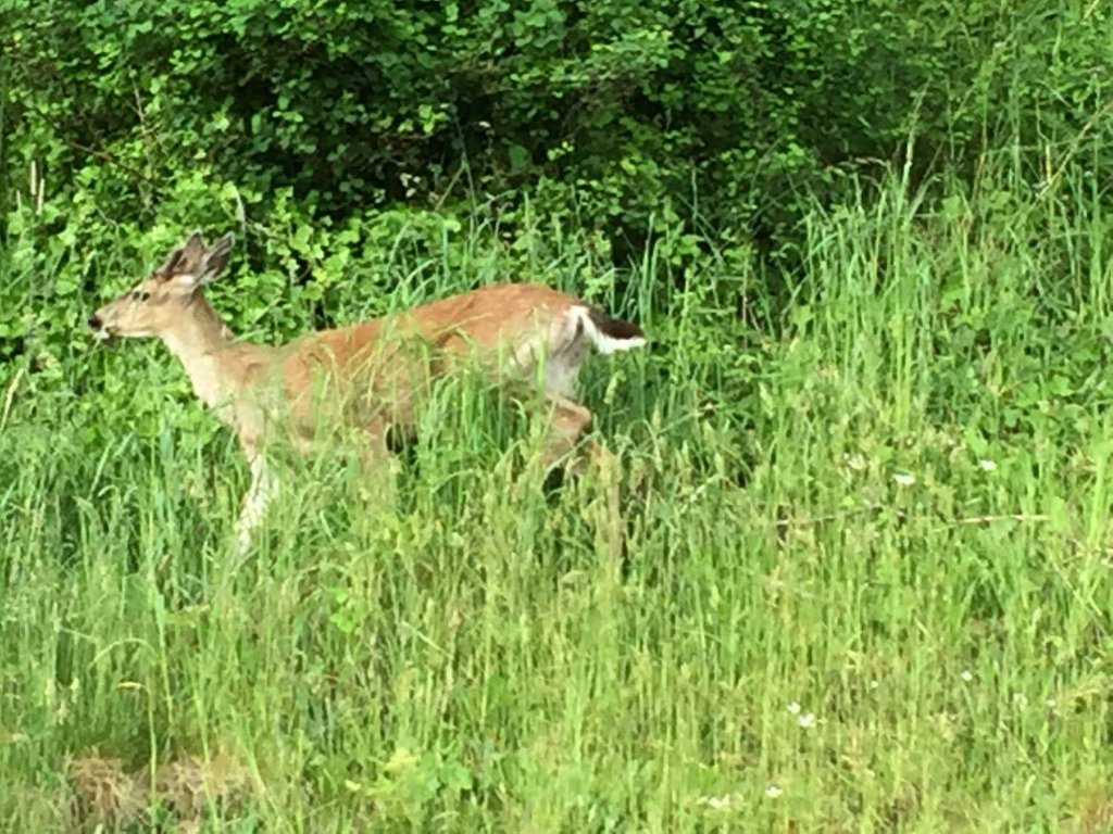 Фото Driftwood by the Sea Inn and Rv Resort