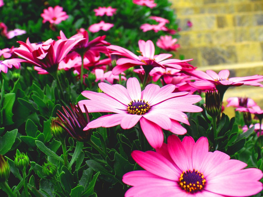 Фото Serene Villa