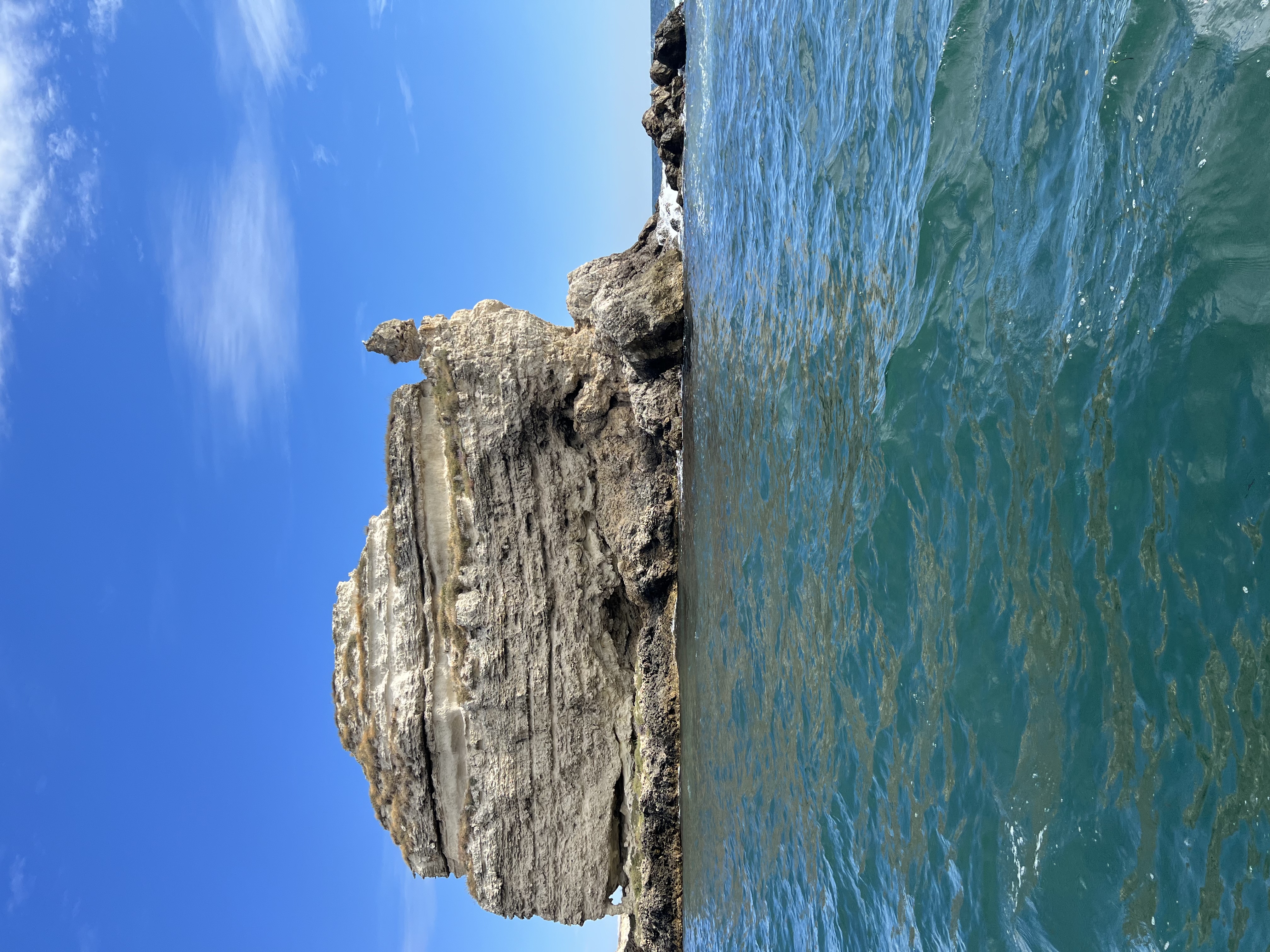 Фото Кактус