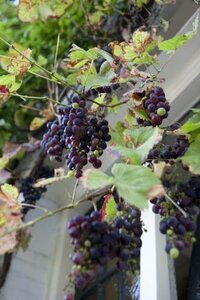 Гостиница B& x26; B Eelhouse