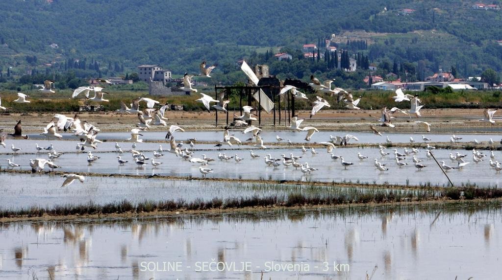 Фото Apartments Green Place