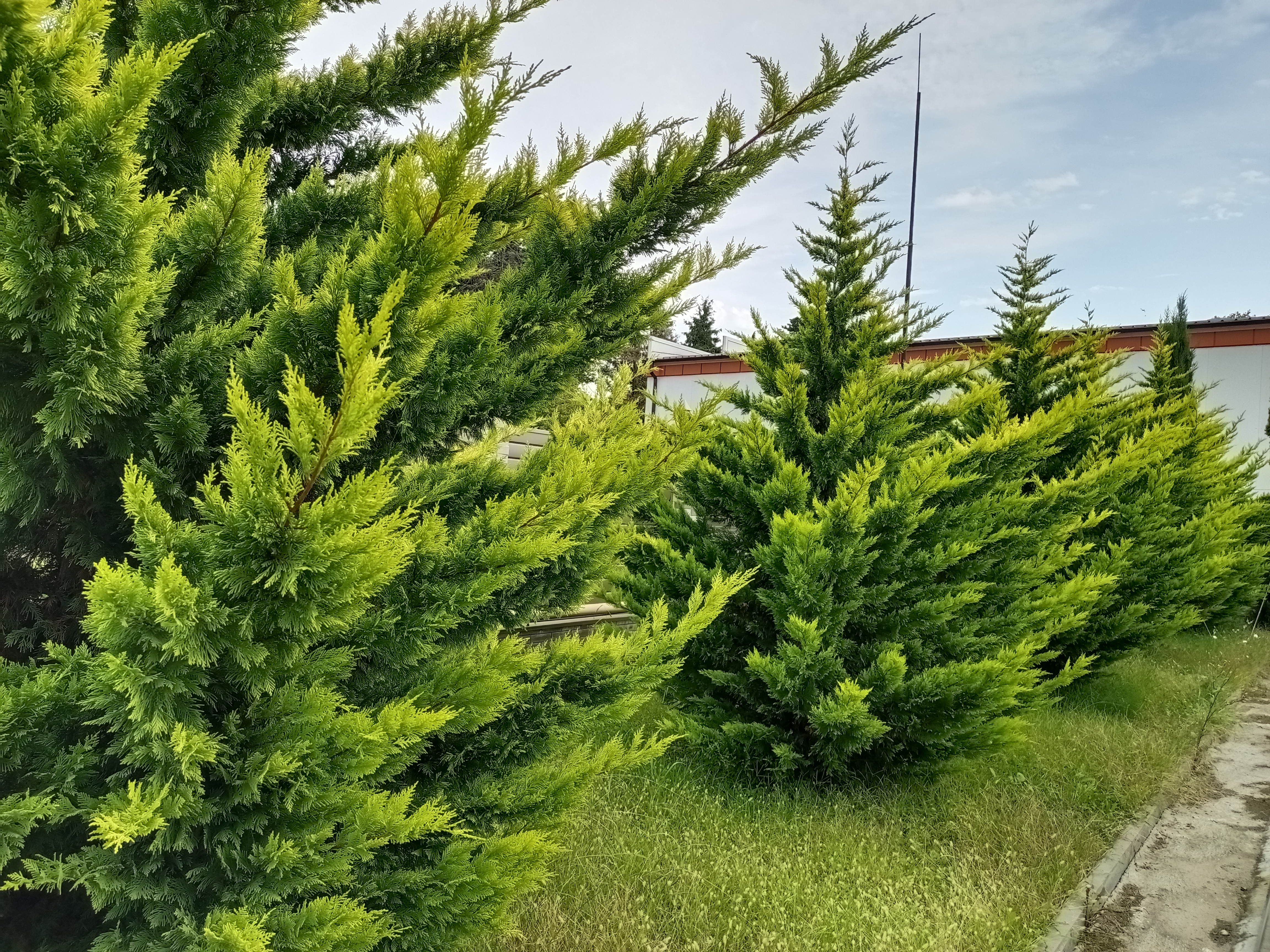 Фото Золотой огонек