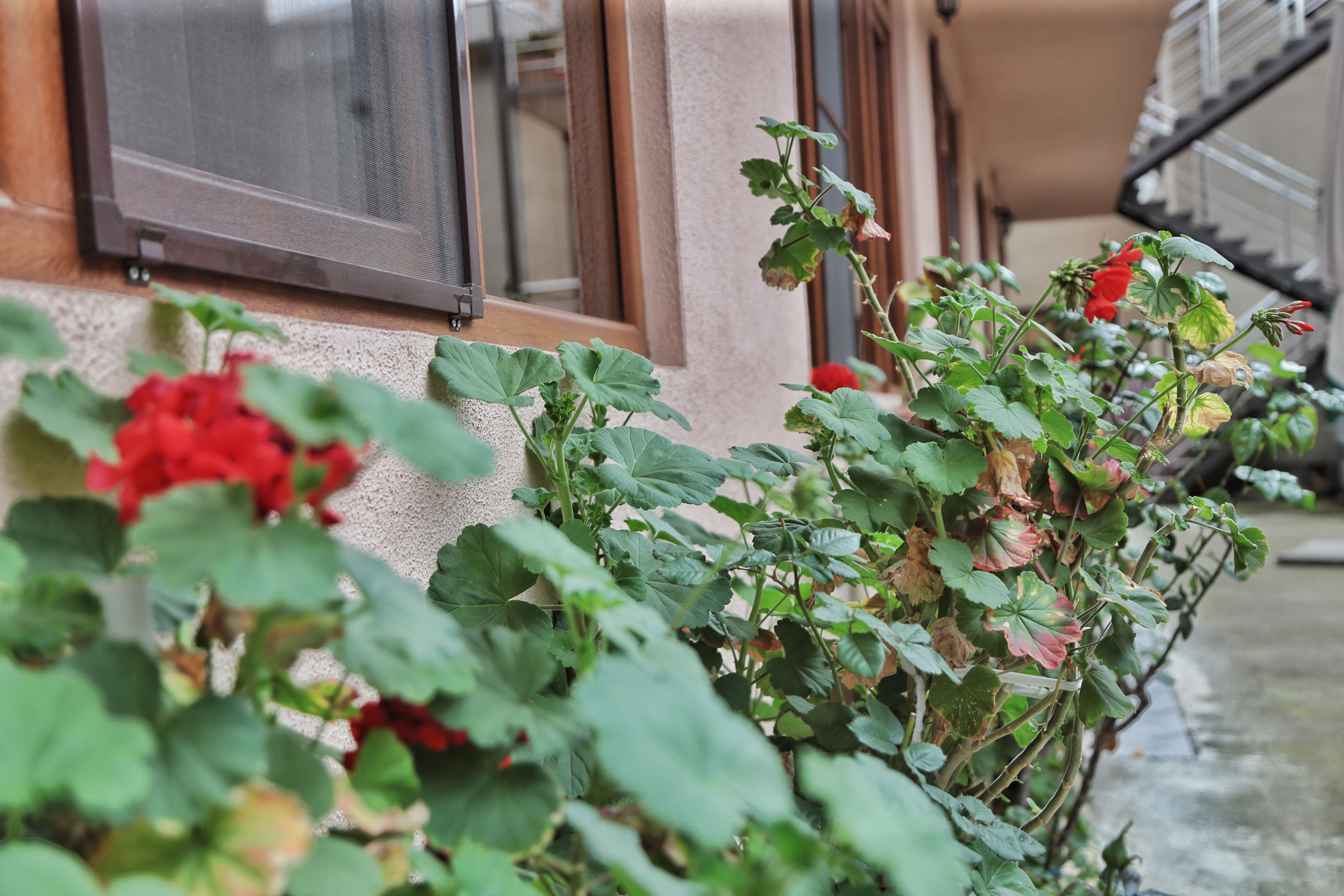 Фото Hometel iLana